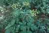 Erect plant with green leaves in bloom