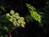 flower and form