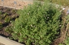 Anisodontea 'Slightly Strawberry'