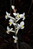 White orchid flowers on a spike