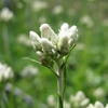 Antennaria dioica