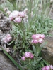 Antennaria dioica