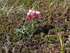 Antennaria dioica