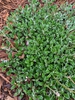 form, late spring, Union County, NC