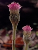Antennaria solitaria