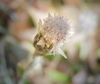 Antennaria solitaria