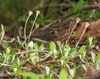 Antennaria solitaria