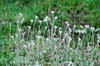 Antennaria Neglecta