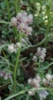 Antennaria neglecta