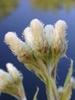 Antennaria plantaginifolia