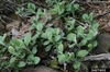 Antennaria plantaginifolia