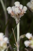 Antennaria plantaginifolia