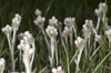 Antennaria plantaginifolia