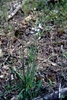 Anthericum liliago