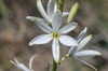 Anthericum liliago
