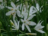Anthericum liliago