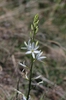 Anthericum liliago