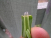 Anthoxanthum odoratum