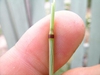 Anthoxanthum odoratum