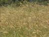 Anthoxanthum odoratum