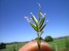 Anthoxanthum odoratum