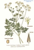 Herbarium Sheet