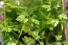 Anthriscus cerefolium