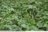 Anthriscus cerefolium