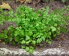 Chervil plant