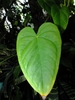 Heart shaded leaf detail