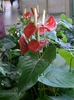 Form