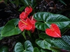 Form
