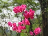 Antigonon leptopus