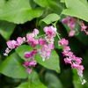 Antigonon leptopus
