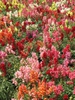 Antirrhinum majus