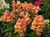 Antirrhinum majus