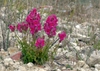 Antirrhinum majus