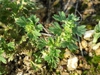 Aphanes arvensis