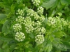 Apium graveolens