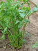 Apium graveolens