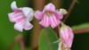 Close up of flower