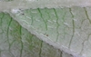 Photomicrograph of hairs that lay against the underside of leaf