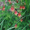 Aquilegia canadensis