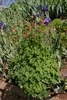 Aquilegia canadensis