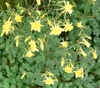 Flowers and leaves