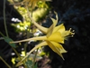 Side view of flower