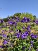 purple spur like flowers