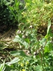 'Chocolate Soldier' flowers