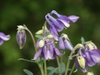 Lavender flowers