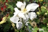 White flower of  'McKana hybrid'